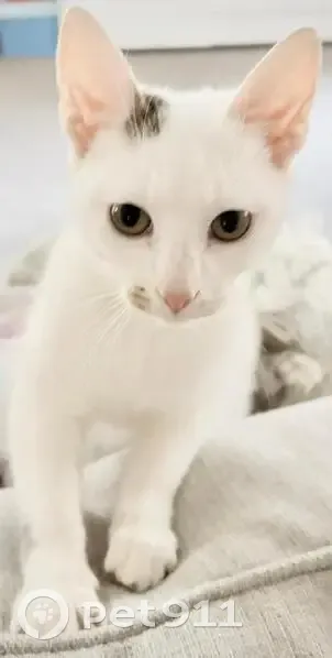 Found male cat, Barnes Street, Stirling - mostly white with tabby tail - photo