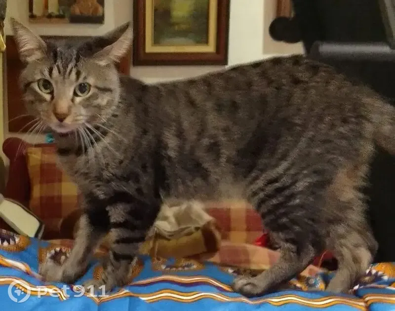 Perdido gato masculino, Calle Andalucía, 121, Algeciras - atigrado con collar celeste - photo