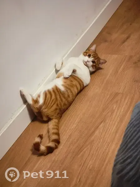 Perdido gato masculino, Avenida de Madrid, 58, Jaén - photo