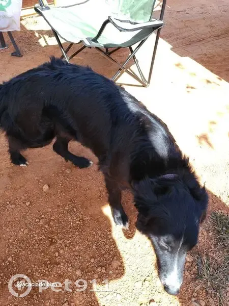 Encontrado perro, Carretera de Santa Agnès, Buscastell, negro y cariñoso - photo