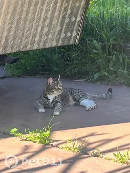 Lost male cat, Quickly Crescent, Cockburn - grey tigre tabby - photo