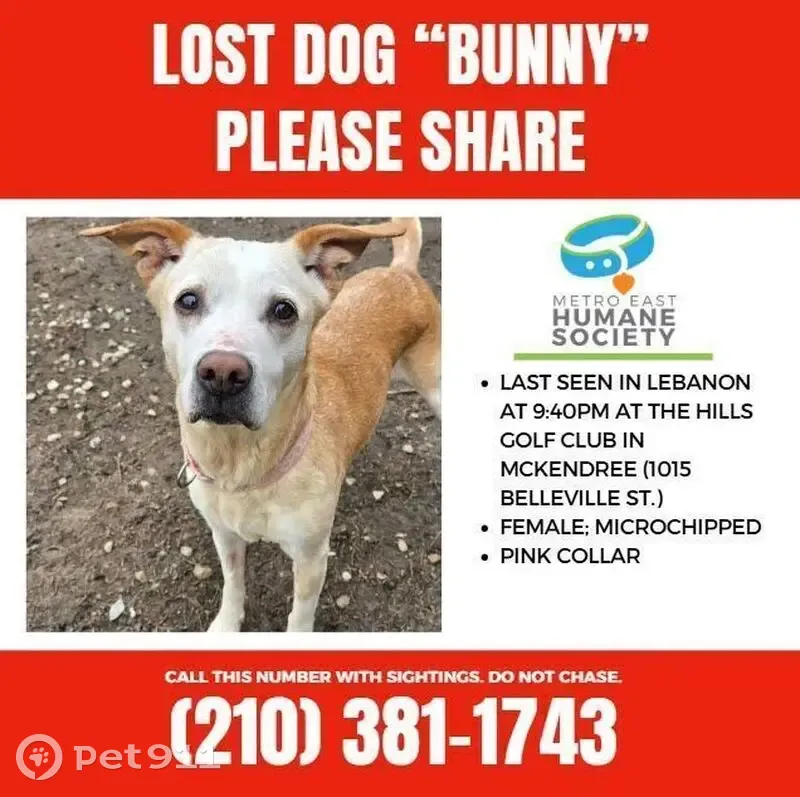 Lost female dog, Belleville Street, Lebanon - fawn colored lab mix - photo