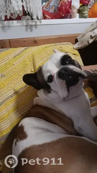 Зник собака, жіночий, Гореничі, Київська область - шрам вздовж живота - photo