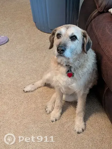 Lost male dog, Beechview Drive, Vermilion - tan & white, scruffy looking - photo