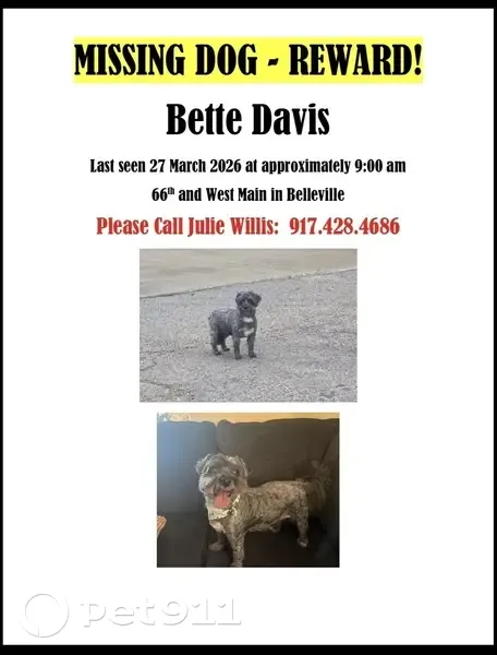 Lost female dog, West Main Street, Belleville - gray with white spot - photo