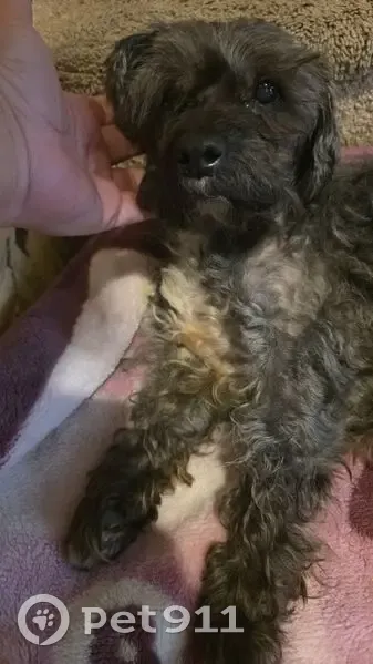 Lost female dog, 25th Street, 2125, Detroit - gray schnauzer with cloudy eyes - photo