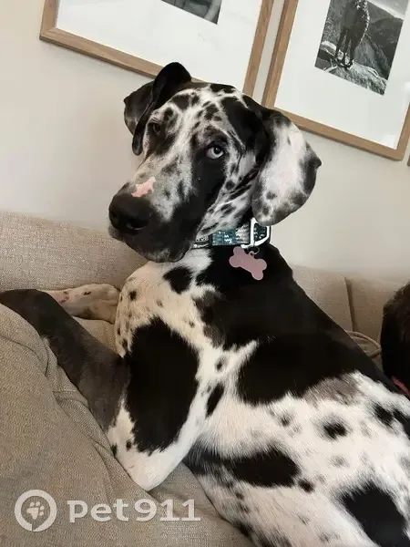 Lost female dog, Spring Arbor Drive, Mason - one blue eye, one brown eye - photo