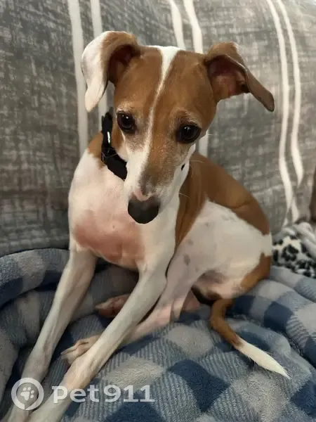 Lost female dog, Healy Place, 7503, Upper Marlboro - tan back with a white belly - photo