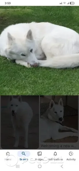 Lost male dog, Cartier Street, Flint - all white with green collar - photo