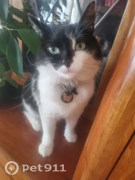 Lost cat, Langverwacht Road, Cape Town - black and white with a fluffy tail - photo