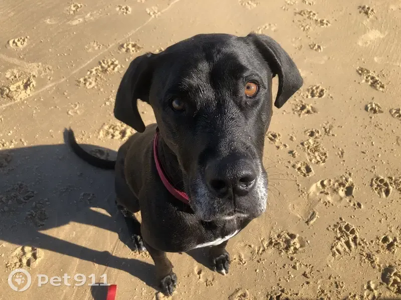 Lost male dog, Coombs, Yarralumla - black with white chest marking - photo