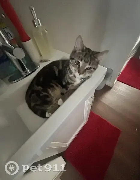 Lost Female Cat with Blue Collar, Homer Avenue, Toledo - photo