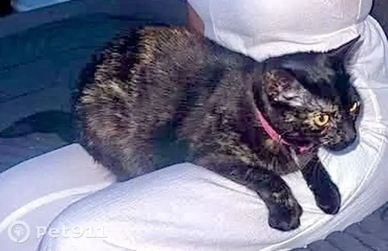 Lost female cat, 44th Street, Queens - black with yellow spots - photo