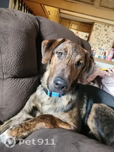 Lost Male Dog, West Elms Court Lane, Crete - Dark Blue Collar - photo