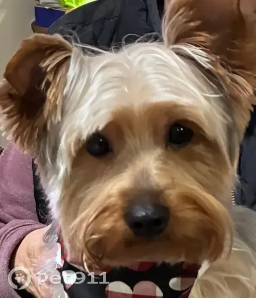 Lost male dog, 18th Street, Rio Linda - Yorkshire Terrier - photo