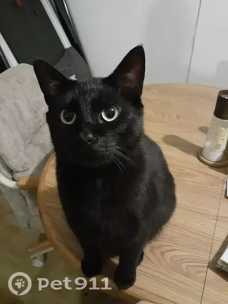 Lost male cat, Florissant, St. Louis - black with green eyes - photo