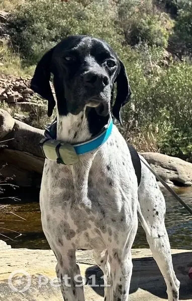 Perdido perro macho, Carretera Torrent a Montserrat, Torrent - pointer miedoso - photo