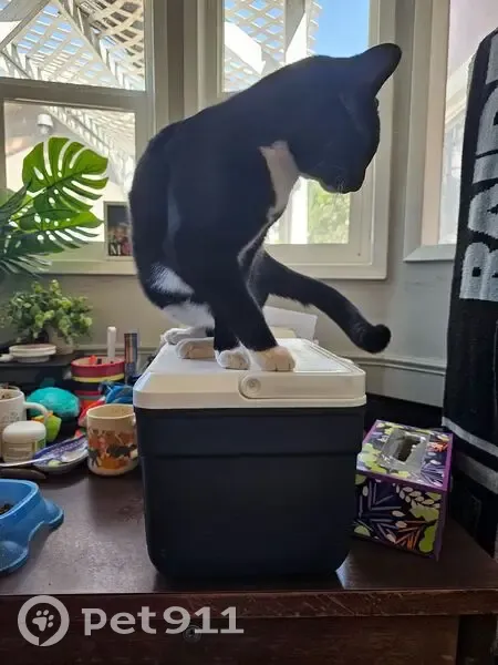 Lost male cat, Lake Street, Bakersfield - tuxedo with a streak - photo