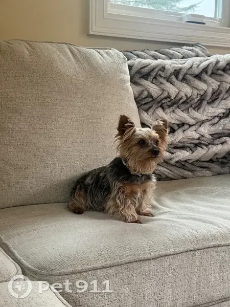 Lost female dog, Vía Mirada, Monterey - photo