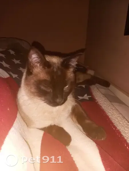 Encontrado gato hembra, Carrer dels Pirineus, 79, Santa Coloma de Gramenet - gris sismes - photo