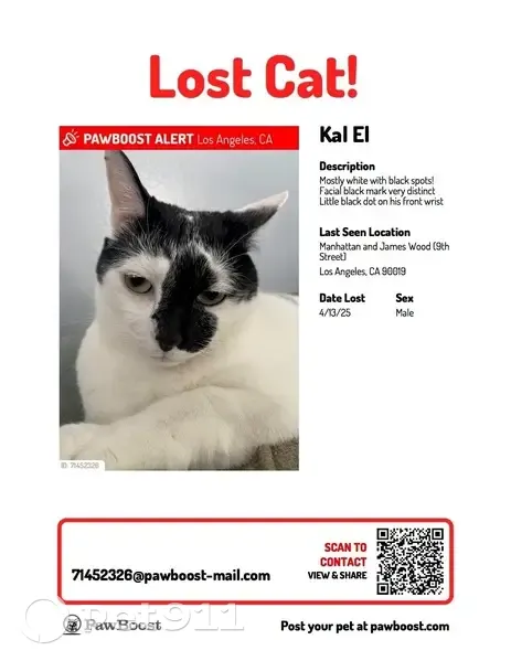 Lost male cat, South Manhattan Place, 902, Los Angeles - black marking on face - photo