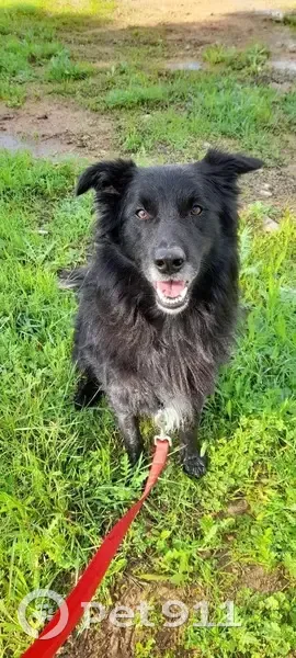 Perdido perro masculino, Castillo de Cirat, Palma - color negro, tranquilo - photo
