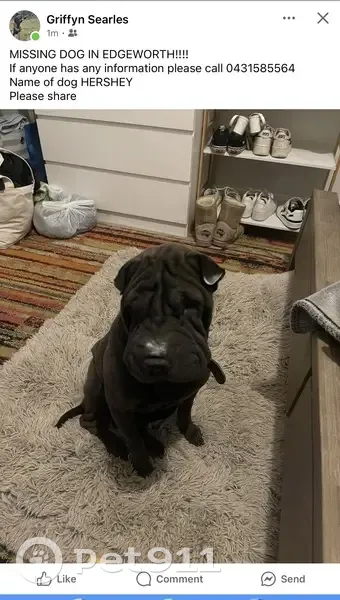 Missing dog Female, Newcastle (al495691) - photo