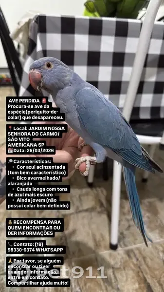 Pássaro perdido Macho (brl002545) - photo