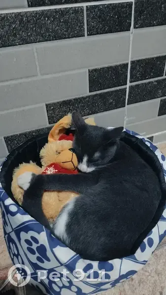 Gato desaparecido Macho (brl002546) - photo