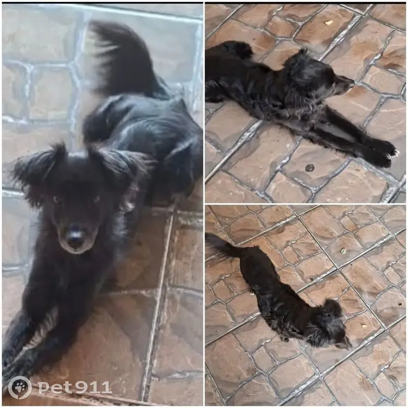 Cachorro perdido Fêmea (brl002547) - photo