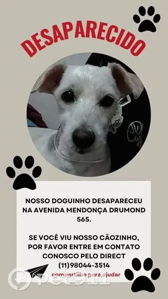 Cachorro perdido Macho (brl002548) - photo