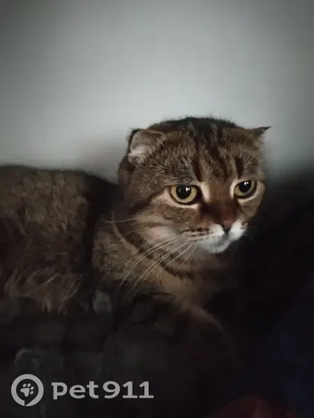 Зникла кішка, вулиця Віктора Косенка, Житомир - сіра віслоуха дівчинка - photo