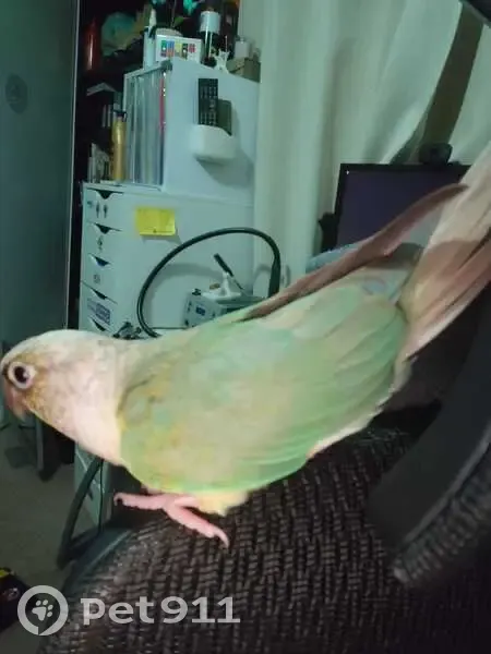 Lost female bird, Sunset Drive, 70, Wonga Park - Pineapple Green Cheek Conure - photo