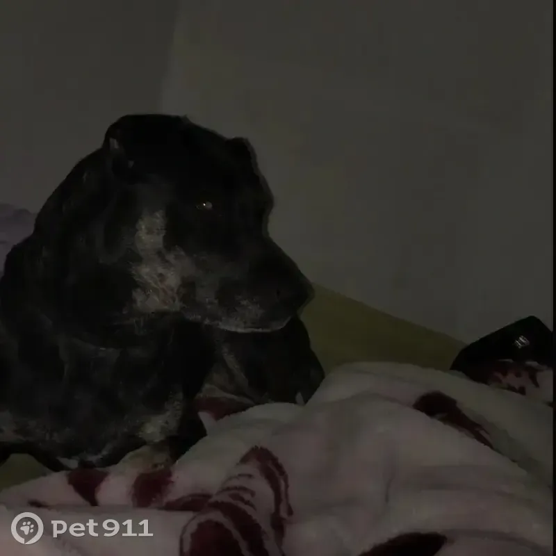 Perdido perro hembra, Avenida de Burgos, Valladolid - photo