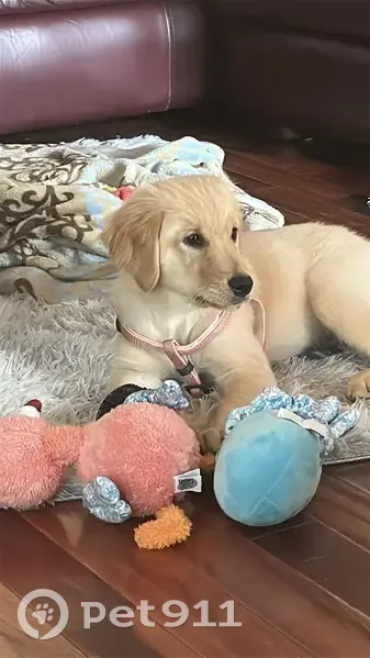 Lost female dog, Ewing Chapel Road, Dacula - tan and cream, 3 months old - photo