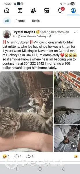 Lost male cat, Hickory Street, 953, Oak Hill, Beckley - gray bobtail - photo