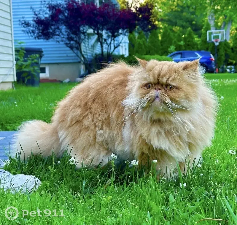 Lost male cat, Carpenter Place, 30, Cranford, Arlington - orange Persian - photo