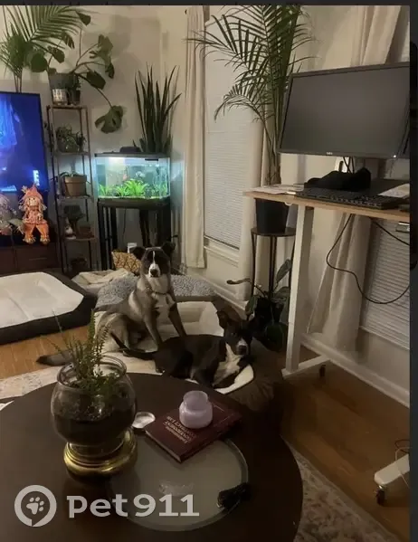 Lost male dog, Rime Village Drive Northwest, Huntsville - black with white paw - photo