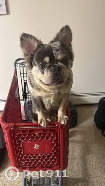 Lost dog, Grand River Avenue, Detroit - female with gray and white fluffy hair - photo