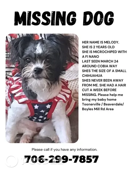 Lost female dog, Cobia Way, Dalton - black and white chihuahua - photo