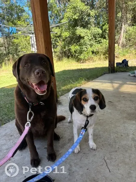 Found female dog, Sussex Inlet Road, Sussex Inlet - chocolate lab, very sweet - photo