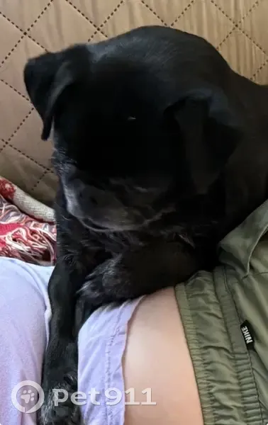 Lost male dog, Lakeshore Drive, North Little Rock - black senior pug - photo