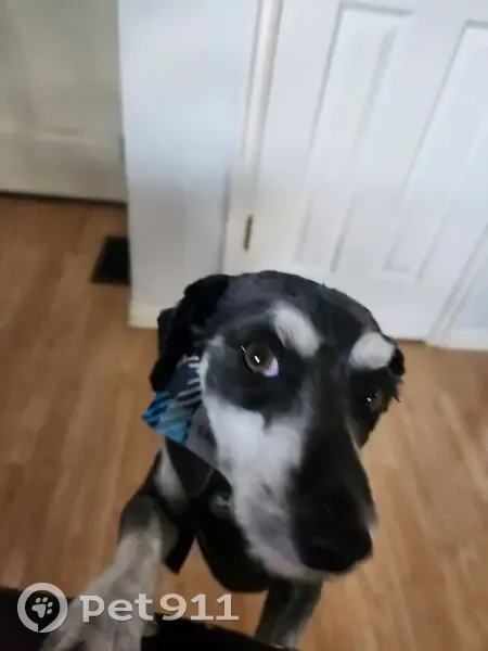 Lost male dog, South 1220 West Street, Provo - light blue harness - photo