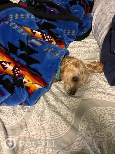 Lost male dog, Allo Avenue, Marrero - Yorkie poo with short silver hair - photo