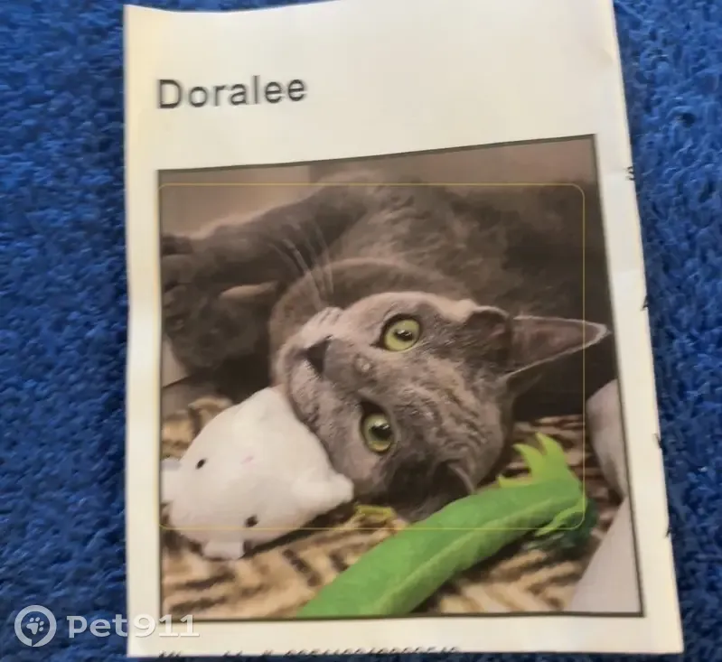 Lost female cat, Trinidad Street, 2626, Sarasota - missing piece of ear - photo