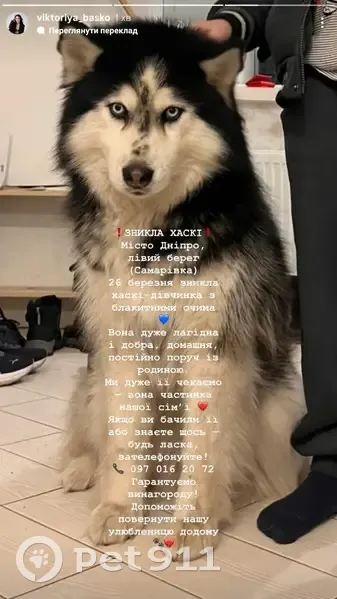 Зник собака, жіночий, Святкова вулиця, Дніпро - photo