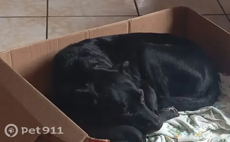 Cachorro perdido Fêmea (brl002550) - photo