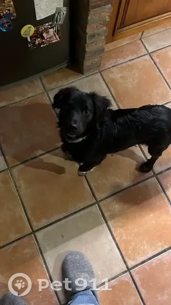 Perdido perro masculino, Olvera, Algeciras - negro entero con una pata blanca - photo