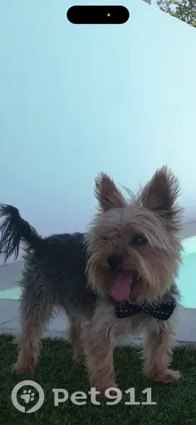 Perdido perro masculino, Barrio Majaneque, 119, Cordoba - photo