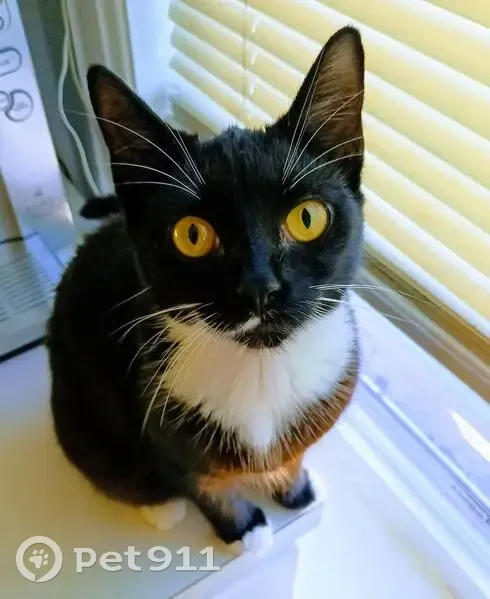 Lost female cat, Elmwood Avenue, Charleston - black-and-white tuxedo - photo